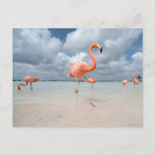 Postal Playas tropicales   Playa Flamingos, Aruba