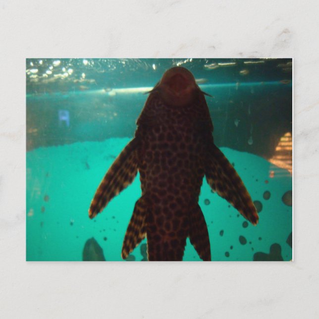 Postal Pleco (Anverso)