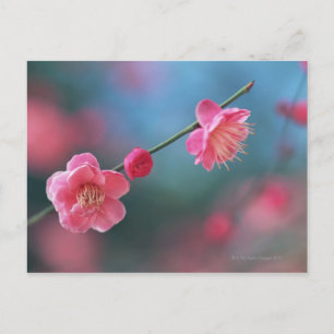 Postal Pleno japonés 4