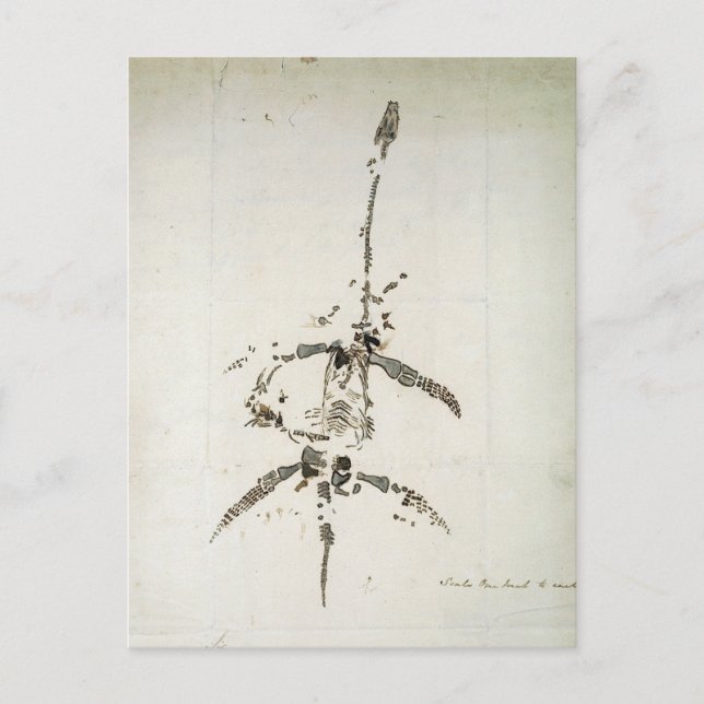 Postal Plesiosaurus dolichodeirus (Anverso)
