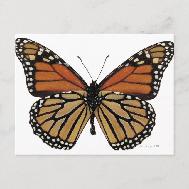 Postal Plexippus Danaus Butterfly (Anverso)