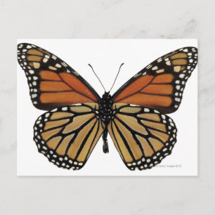 Postal Plexippus Danaus Butterfly