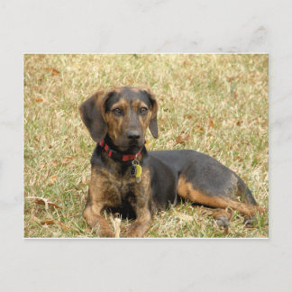Postal Plott Hound