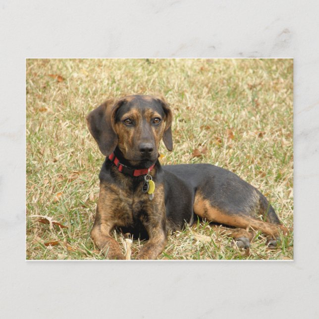 Postal Plott Hound (Anverso)