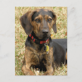 Postal Plott Hound