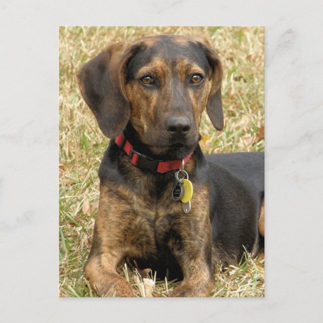 Postal Plott Hound (Anverso)