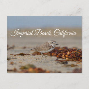 Postal Plover and Seaweed Imperial Beach, California
