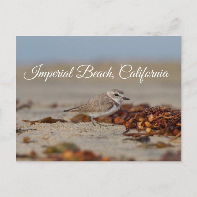 Postal Plover and Seaweed Imperial Beach, California (Anverso)