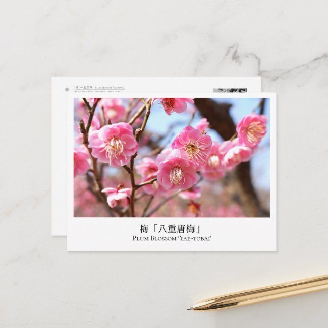 Postal Plum Blossom ‘Yae-tobai’ (Anverso/Reverso In Situ)