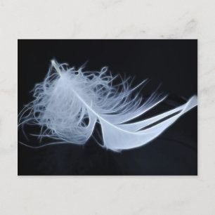 Postal Pluma blanca - angelical por la naturaleza