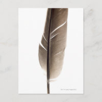 Pluma blanca frágil