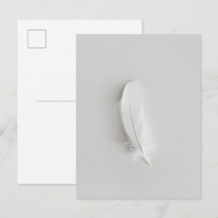 Postal Pluma blanca minimalista