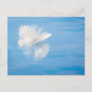 Postal Pluma blanca se refleja en el agua Seabeck, WA