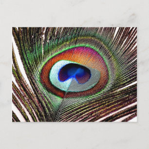 Postal Pluma Colorida de Pavo Real de Cobre