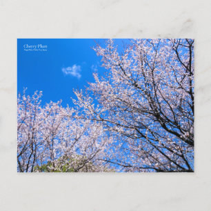 Postal Pluma de cerezo [postal]