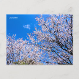 Postal Pluma de cerezo [postal]