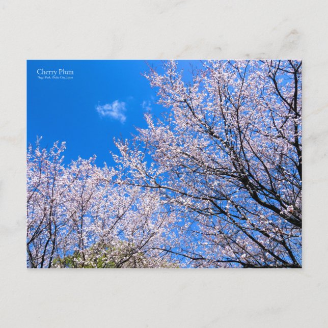 Postal Pluma de cerezo [postal] (Anverso)