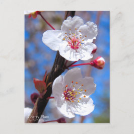 Postal Pluma de cerezo [postal]