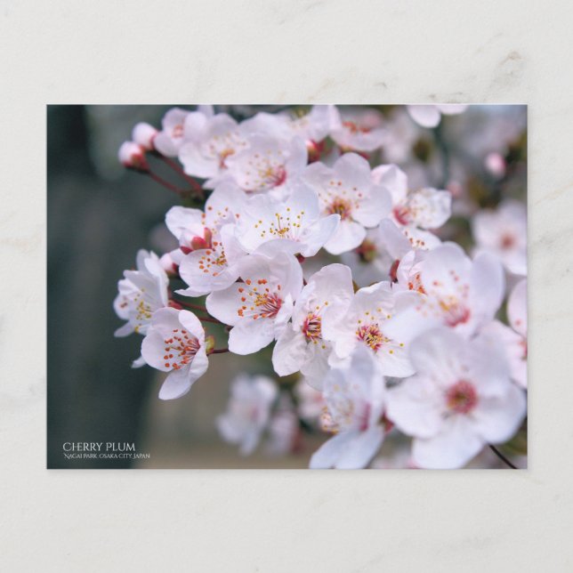 Postal Pluma de cerezo:Postcard (Anverso)