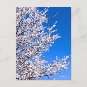 Postal Pluma de cerezo:Postcard