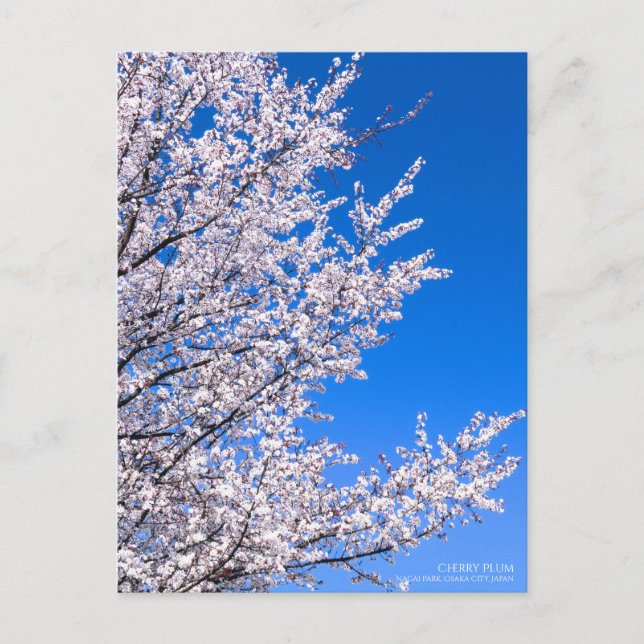 Postal Pluma de cerezo:Postcard (Anverso)