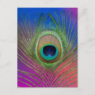 Postal Pluma de cola de un pavo real