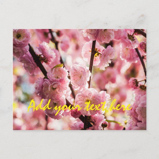 Postal Pluma de flores - Paradismo rosa (Anverso)