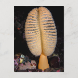 Postal Pluma de mar naranja con Rockfish Quillback