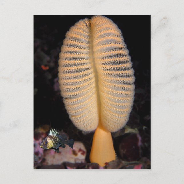 Postal Pluma de mar naranja con Rockfish Quillback (Anverso)