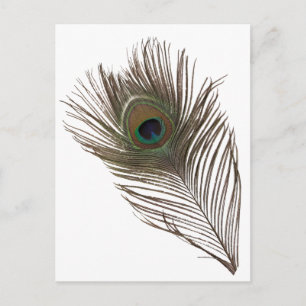 Postal Pluma de pavo real