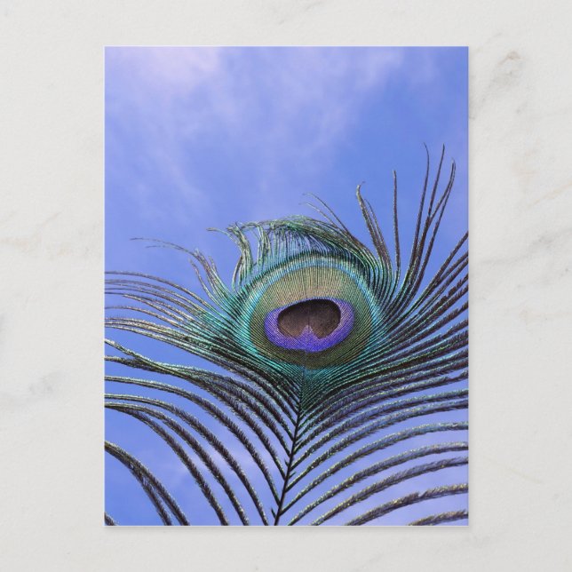 Postal Pluma de pavo real 2 Fotografía (Anverso)