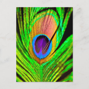Postal Pluma de Pavo Real Colores Neón
