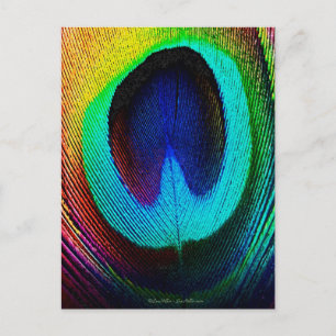 Postal Pluma de pavo real vibrante