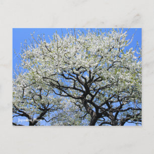 Postal Pluma japonesa [postal]