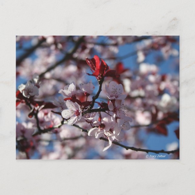 Postal Pluma morada (Anverso)