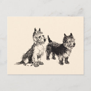 Postal Pluma y tinta de la época de Cairn Terriers