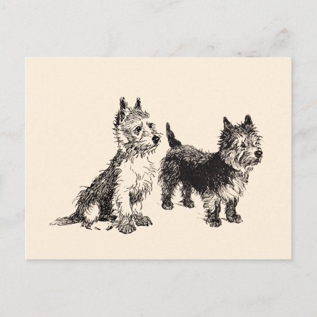 Postal Pluma y tinta de la época de Cairn Terriers (Anverso)