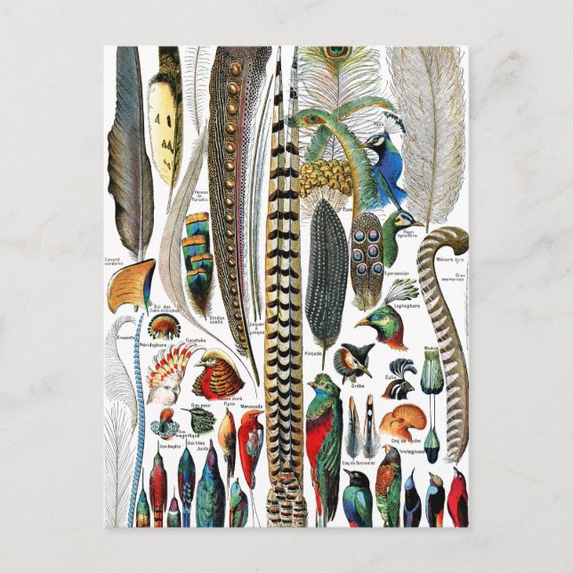 Postal Plumas de Adolphe Millot (Anverso)