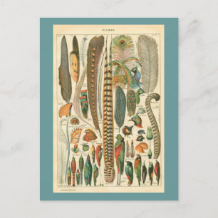 Postal Plumas de época