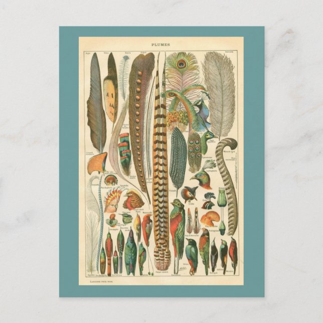 Postal Plumas de época (Anverso)