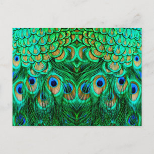 Postal Plumas de Pavo Real Gloriosas