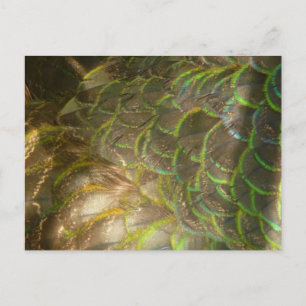 Postal Plumas de Pavo Real III (Hembra) Diseño Sutil de l