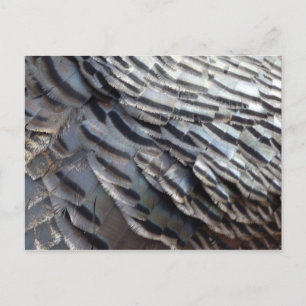 Postal Plumas de pavo silvestre II Diseño abstracto de la
