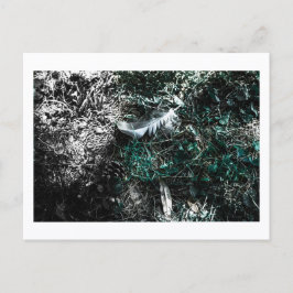 Postal Plumas en el Bosque por Jeffrey H. Thornton: