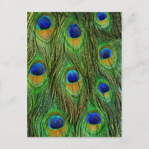 Postal Plumas Hermosas de Pavo Real