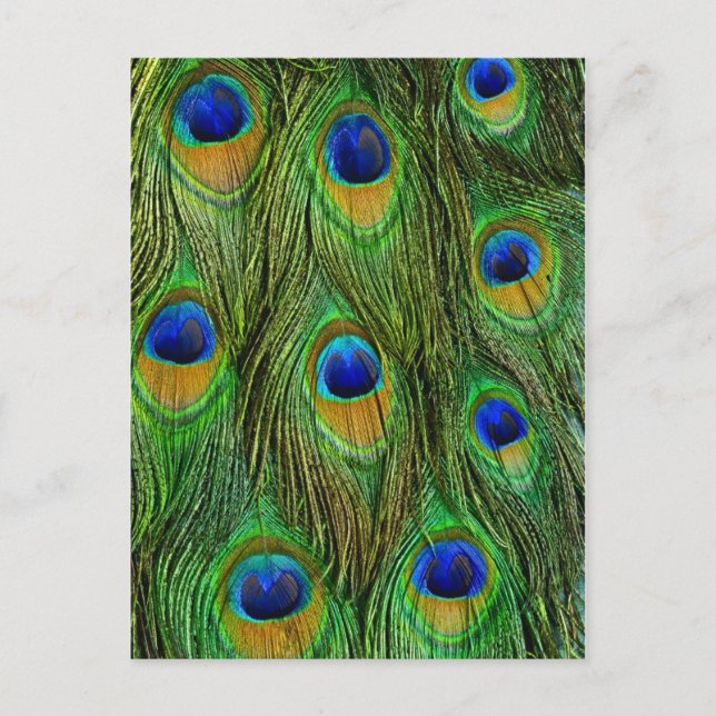 Postal Plumas Hermosas de Pavo Real (Anverso)