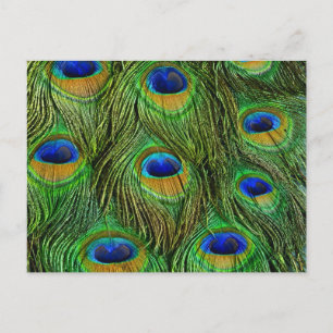 Postal Plumas Hermosas de Pavo Real