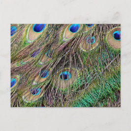 Postal Plumas Hermosas de Pavo Real