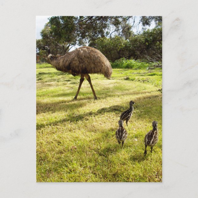 Postal "Plumas y pasos: Padre Emu con chichas (Anverso)