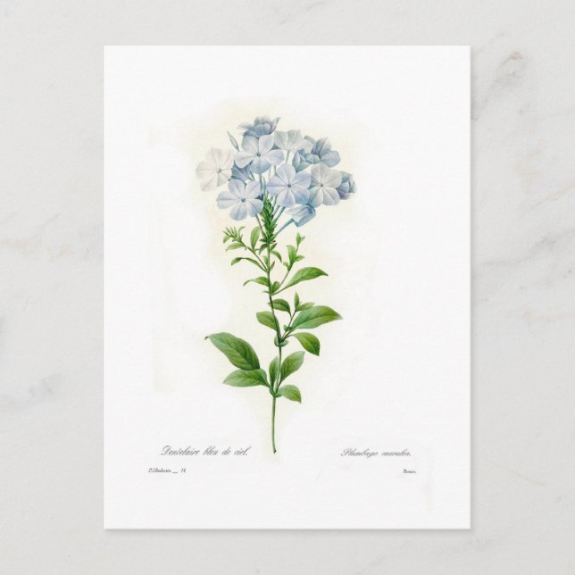 Postal Plumbago (Anverso)